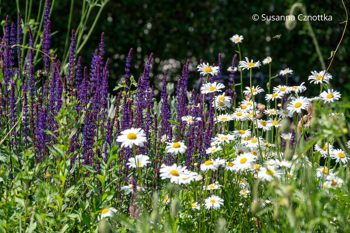 Sommerbeet: Steppen-Salbei (Salvia nemorosa) und weiße Margeriten (Leucanthemum)