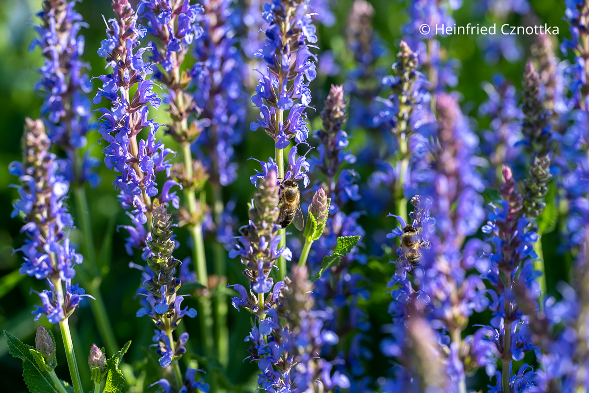 Honigbienen an den Blüten des Steppen-Salbeis (Salvia nemorosa)
