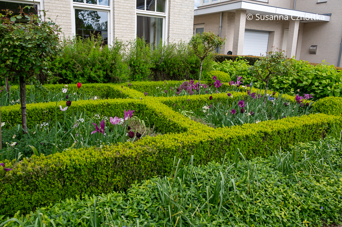 Klassische Beeteinfassung aus Buchsbaum Klassische Beeteinfassung aus Buchsbaum