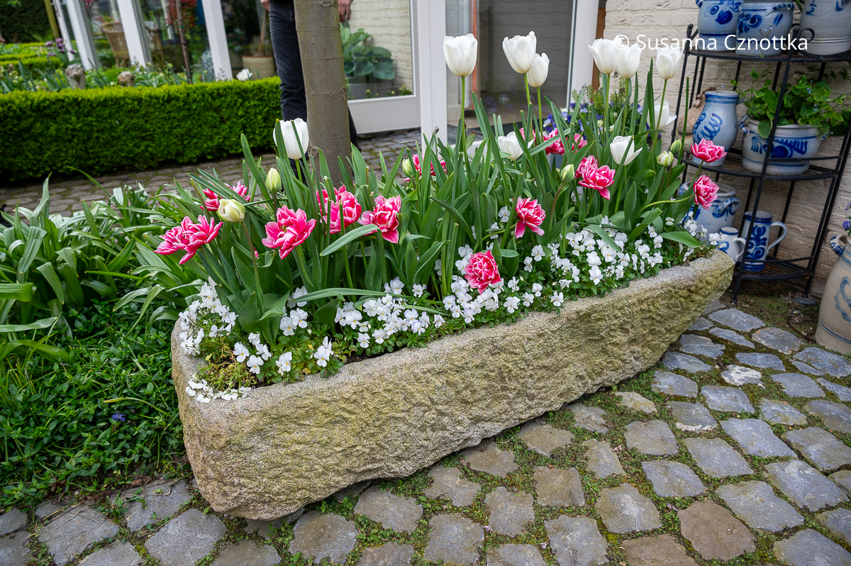 Ein alter Trog mit weißen und pinken Tulpen und weißen Horn-Veilchen (Viola cornuta)