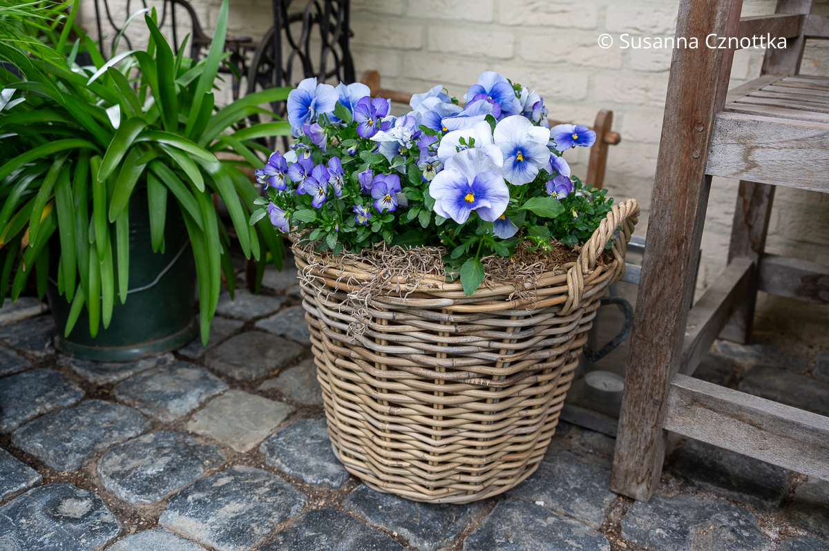 Blaue Horn-Veilchen und Stiefmütterchen in einem Korb