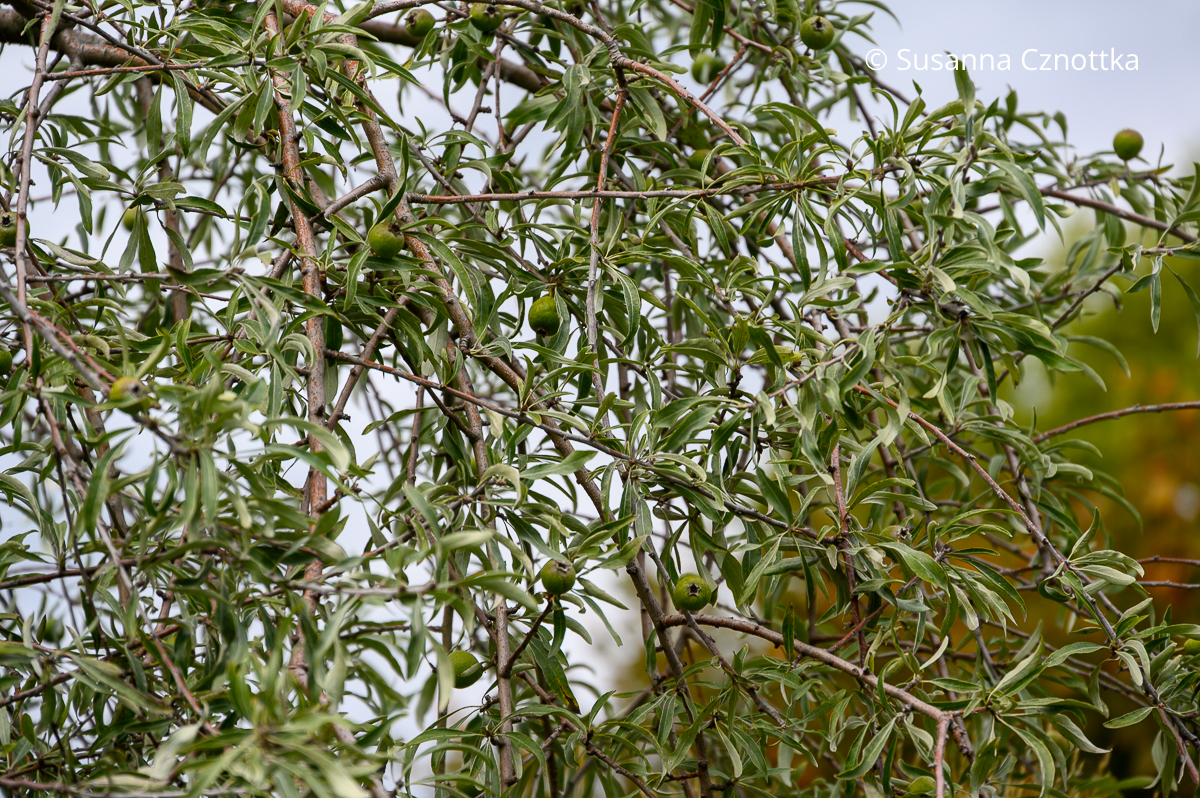 Früchte der Weidenblättrigen Birne (Pyrus salicifolia) Kleine grüne Früchte der Weidenblättrigen Birne (Pyrus salicifolia)