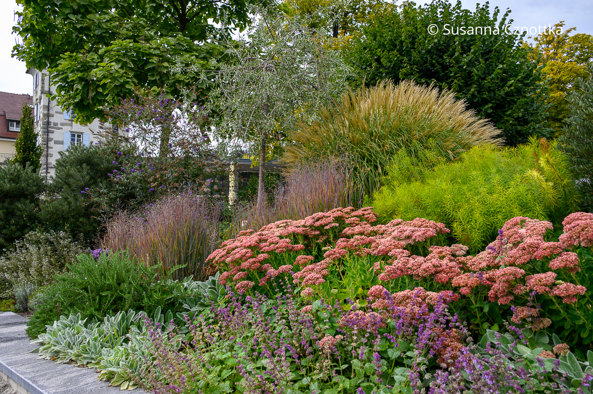 Hohe Fetthenne (Hylotelephium telephium syn. Sedum telephium) 'Herbstfreude', Blausternbusch (Amsonia), Quirlblütiger Salbei (Salvia verticillata) 'Purple Rain' und Woll-Ziest (Stachys byzantina) mit Gräsern im Spätsommerbeet Hohe Fetthenne (Hylotelephium telephium syn. Sedum telephium) 'Herbstfreude', Blausternbusch (Amsonia), Quirlblütiger Salbei (Salvia verticillata) 'Purple Rain' und Woll-Ziest (Stachys byzantina) mit Gräsern im Spätsommerbeet