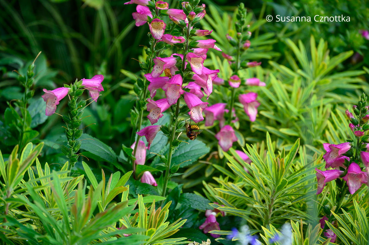 Fingerhut (Digitalis x isoplexis canariensis) 'Berry Canary' mit rosa Glockenblüten Fingerhut (Digitalis x isoplexis canariensis) 'Berry Canary' mit rosa Glockenblüten neben gelbgrün panaschierter Wolfsmilch