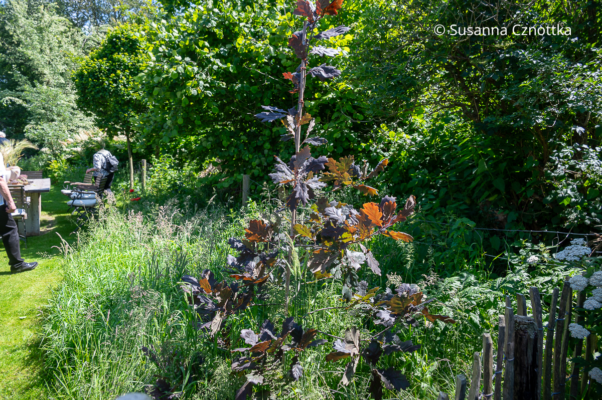 Besonderes Gehölz: die Rotblättrige Stiel-Eiche (Quercus rubra 'Atropurpurea')