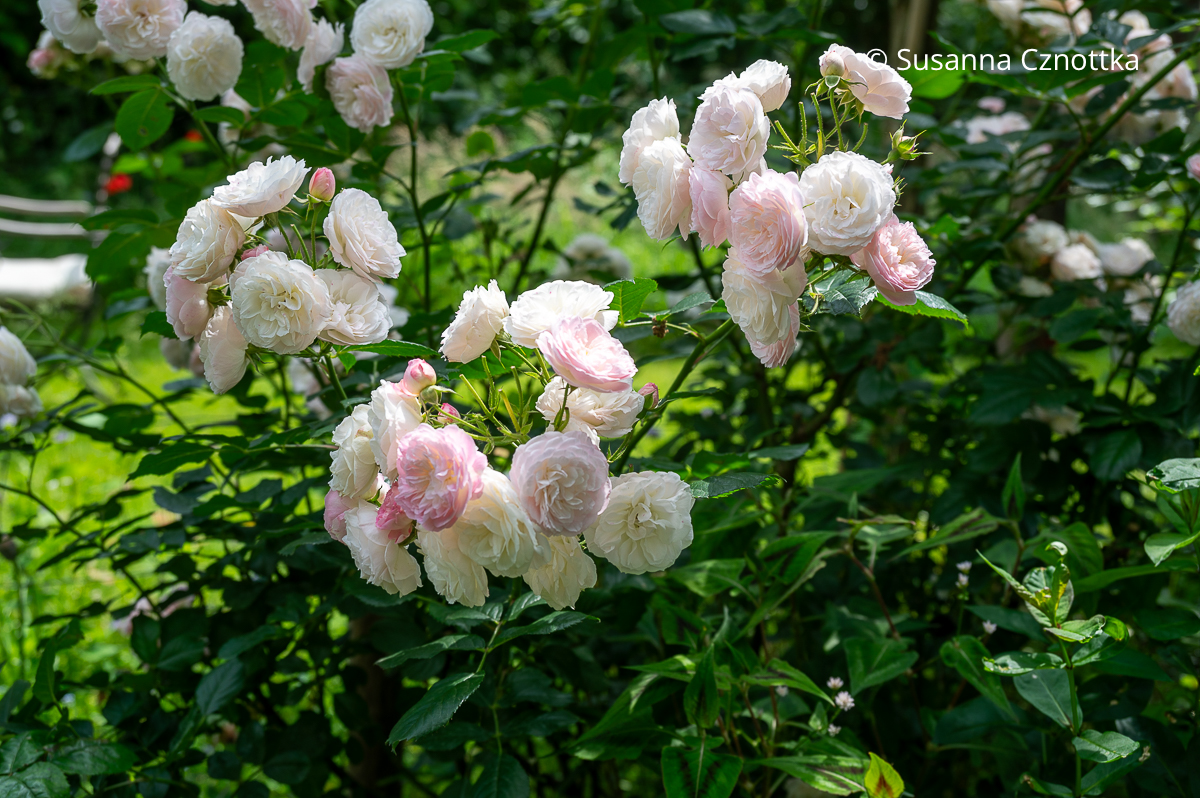 Die Rose 'Bouquet Parfait': jeder Trieb bildet einen kleinen Rosenstrauß