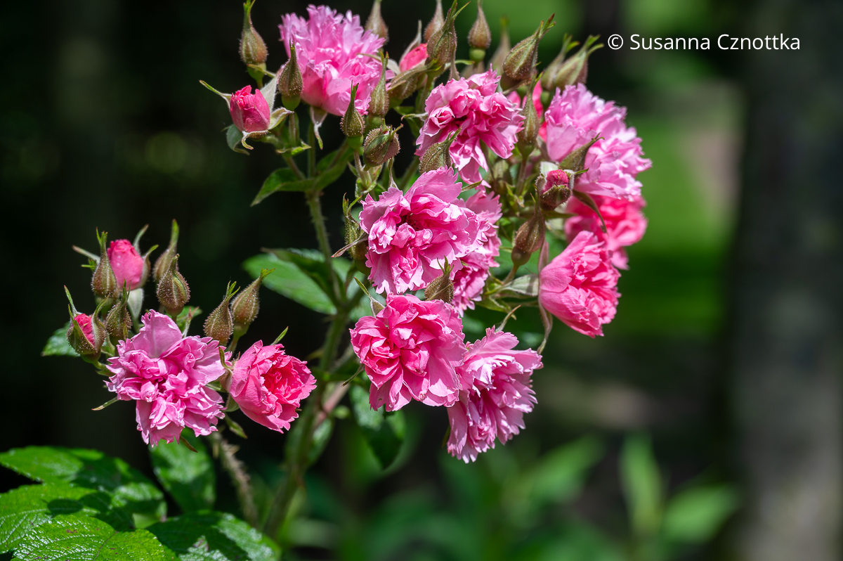 Gefranste Blüten: die Rose 'Pink Grotendorst'