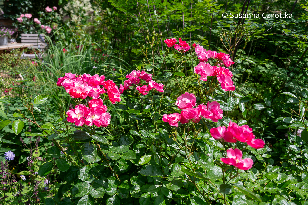 Insektenfreundliche Rose: die Strauchrose 'Angela' hat offene Blütenschalen