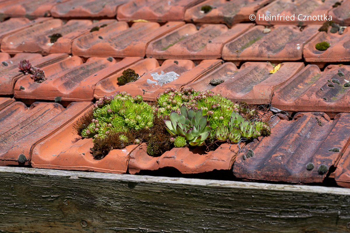 Haus- oder Dachwurz (Sempervivum) auf einem Dach Haus- oder Dachwurz (Sempervivum) auf einem Dach