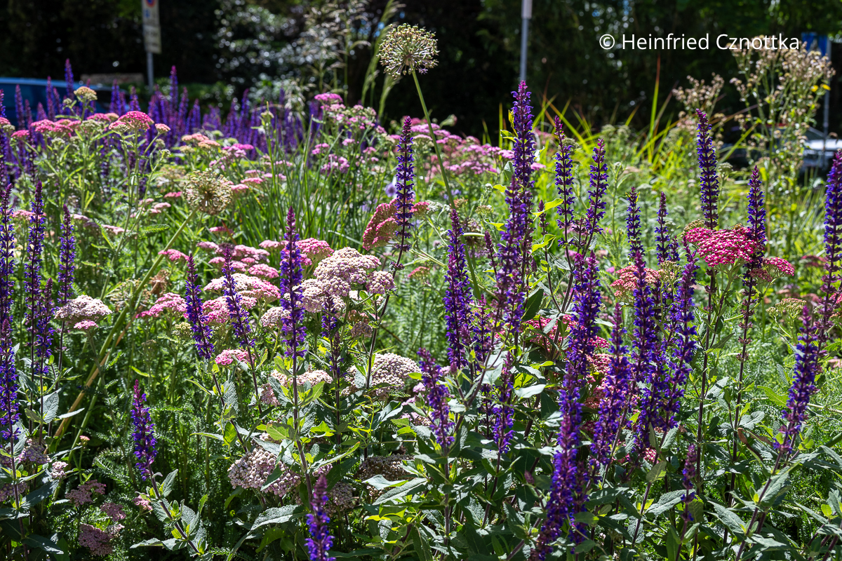 Heimische trockenheitsresistente Stauden: Steppen-Salbei (Salvia nemorosa) und weiß-rosa Schafgarbe (Achillea) Heimische trockenheitsresistente Stauden: Steppen-Salbei (Salvia nemorosa) und weiß-rosa Schafgarbe (Achillea)