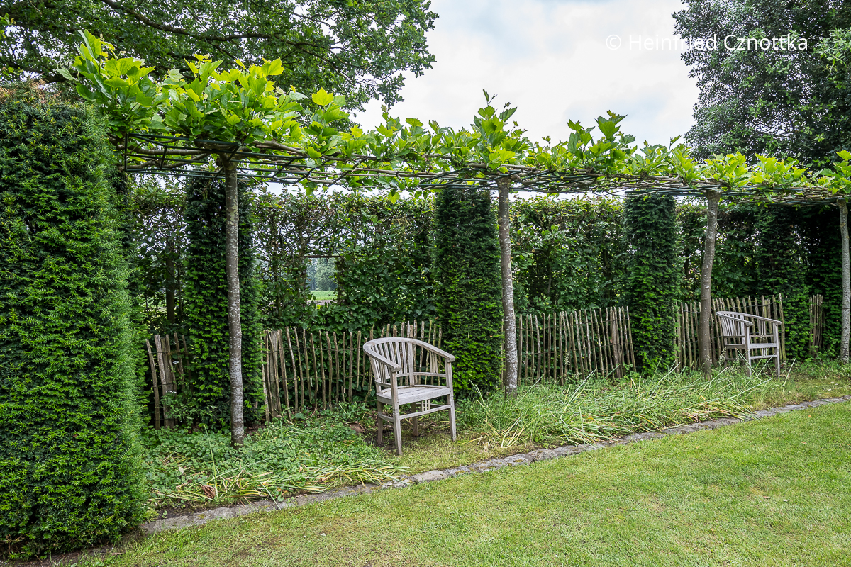Eine Hecke aus Eibenpfeilern mit einem Dach aus Platanen