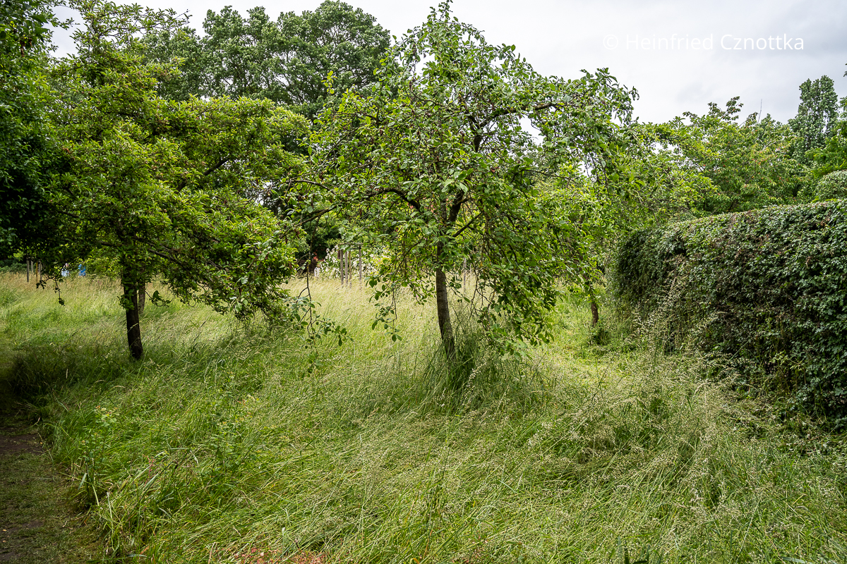 Obstbäume auf einer Wiese
