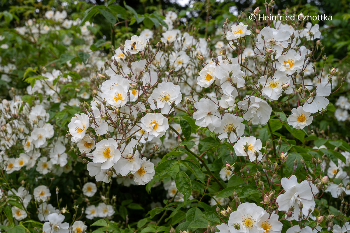 Weiße Rosenblüten mit gelben Staubfäden