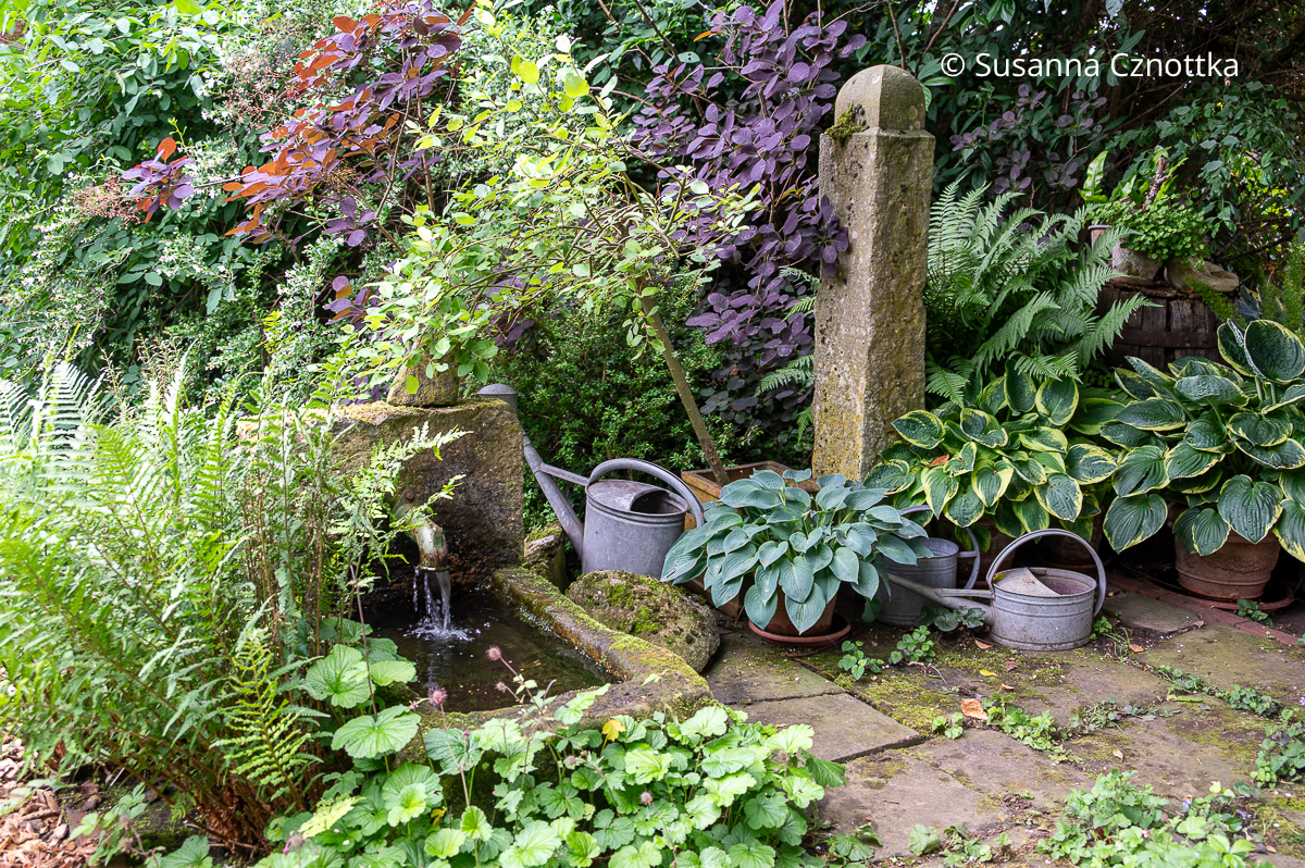 Funkien und Farne an einem nostalgischen, rechteckigen  Gartenbrunnen, der mit Moos bewachsen ist