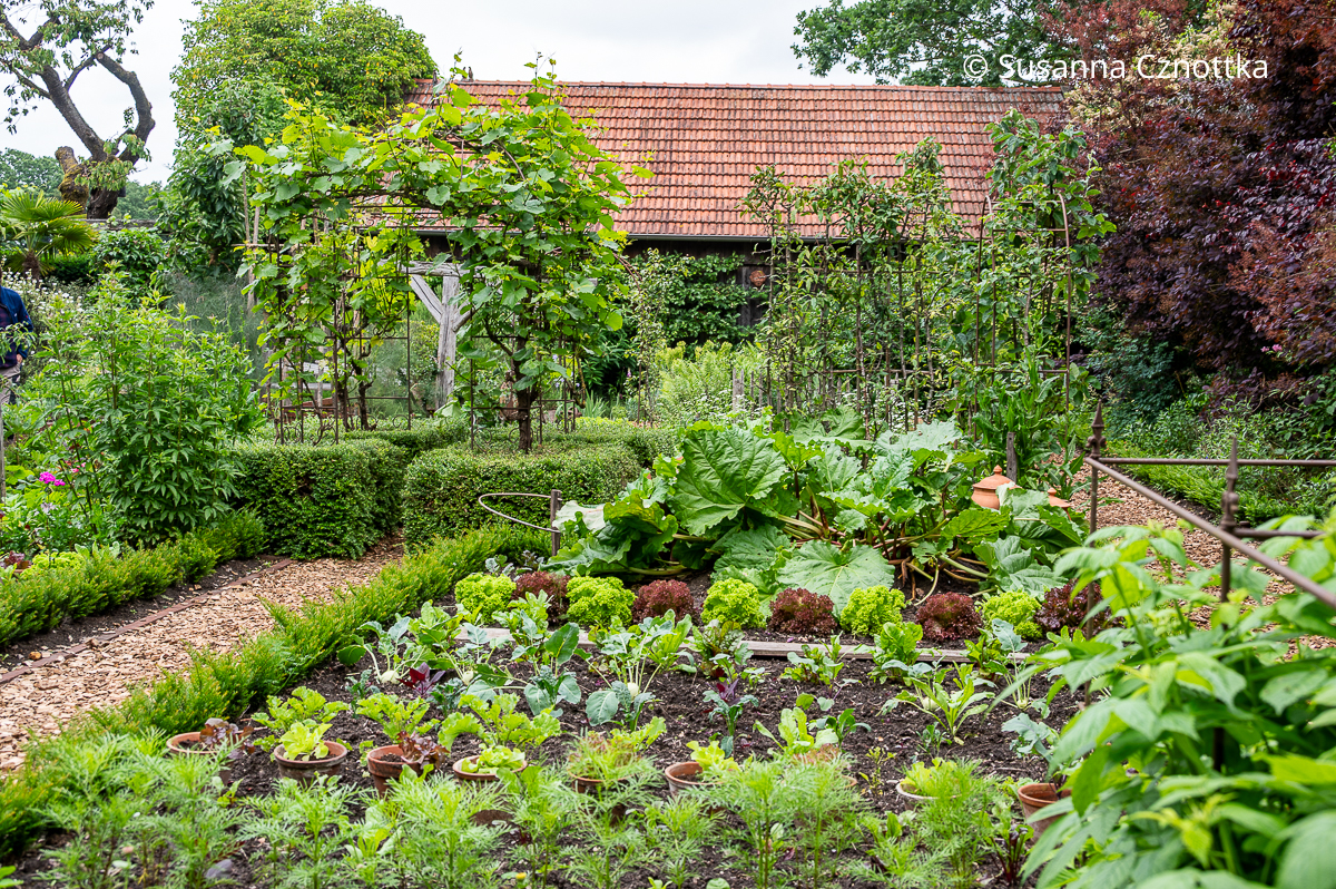 Bauerngarten: Gemüsebeet mit Rhabarber, Kopfsalat und Kohlrabi