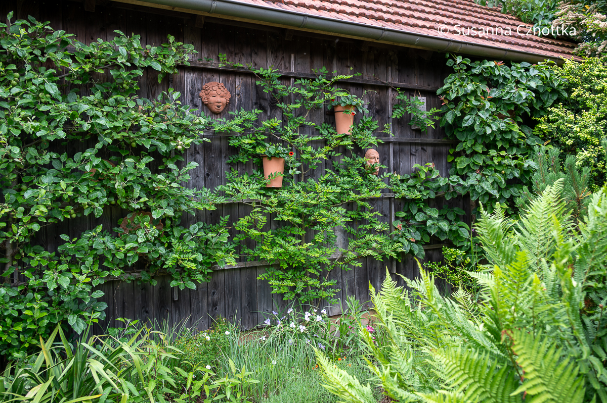 Kletterpflanzen und Gartendeko an einem Nebengebäude