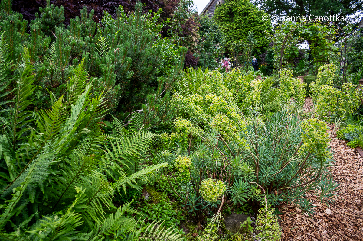Ungewöhnliche Beetkombination: Mittelmeer-Wolfsmilch (Euphorbia characias ssp. wulfenii), eine kleine Kiefer und Farne