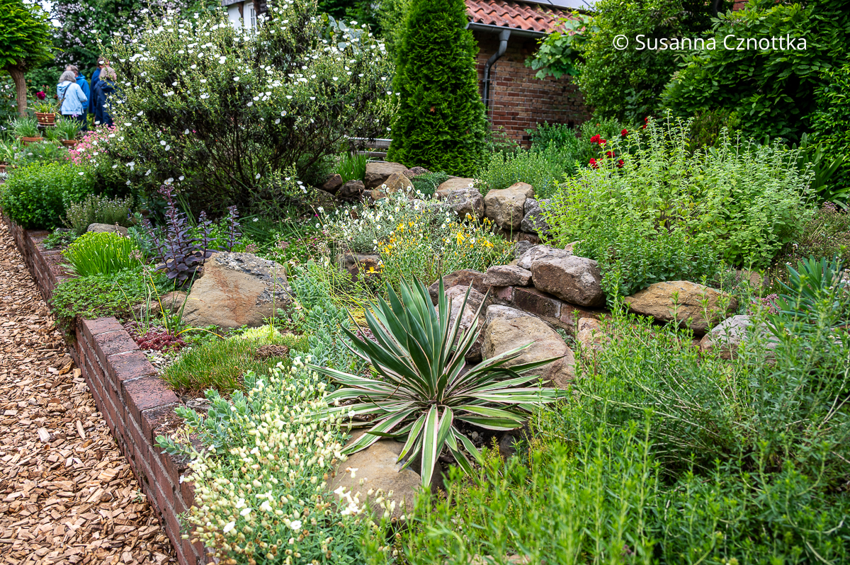 Steingarten mit einer  weißblühenden Zistrose und einer weißrandigen Palmlilie (Yucca)