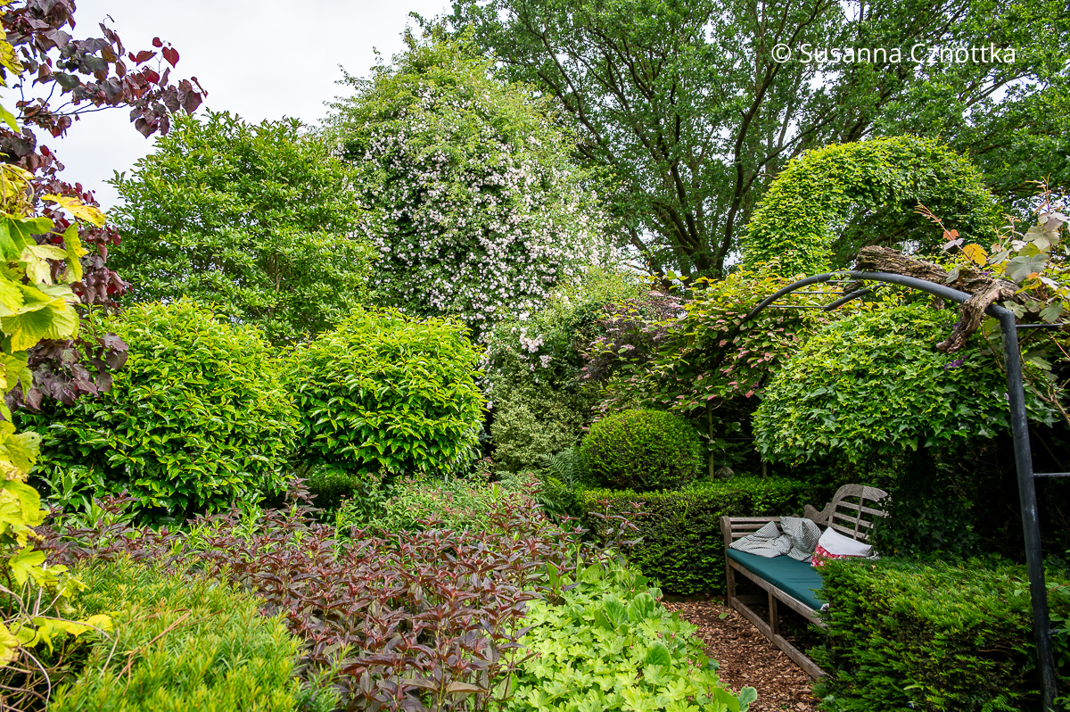 Ein Gartenraum mit einer Bank zwischen formschönen Gehölzen, im Hintergrund blüht der Rambler 'Paul's Himalayan Musk' an einem Baum