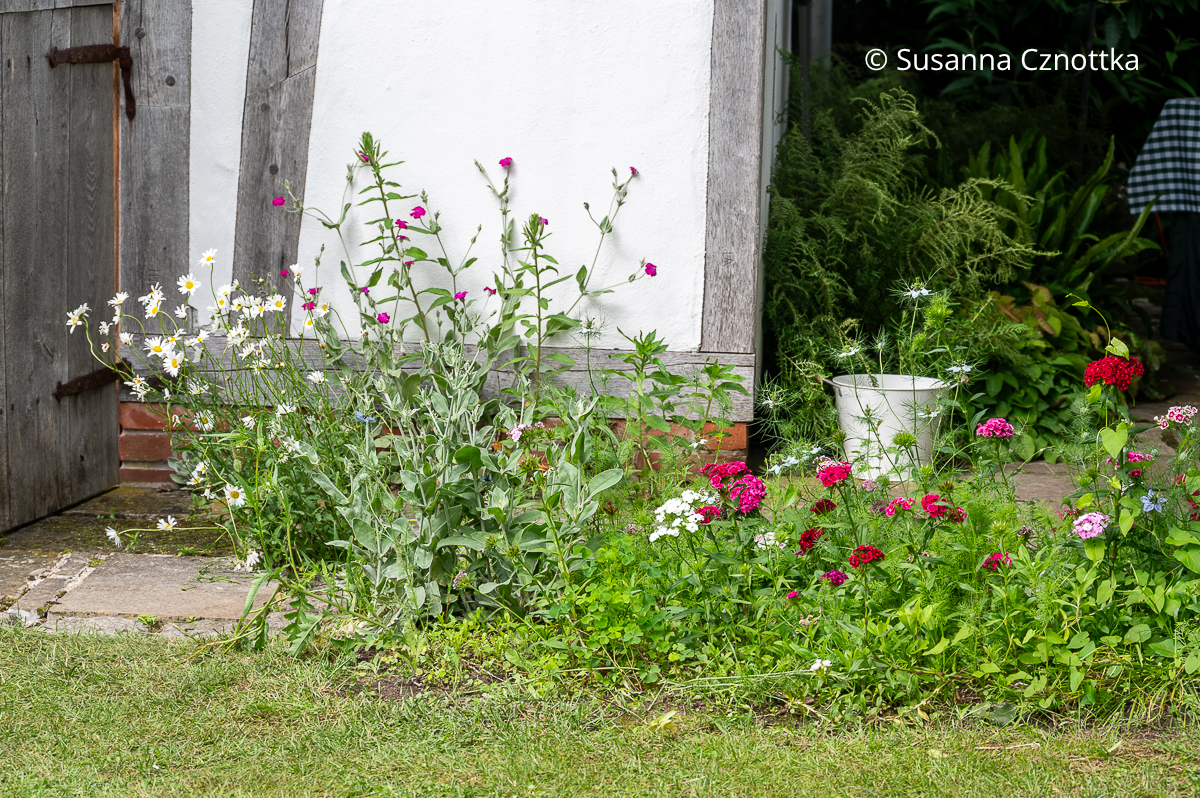 Margeriten, Vexier-Nelken (Silene coronaria) und Bartnelken (Dianthus barbatus) vor einem alten Backhaus in Fachwerkbauweise