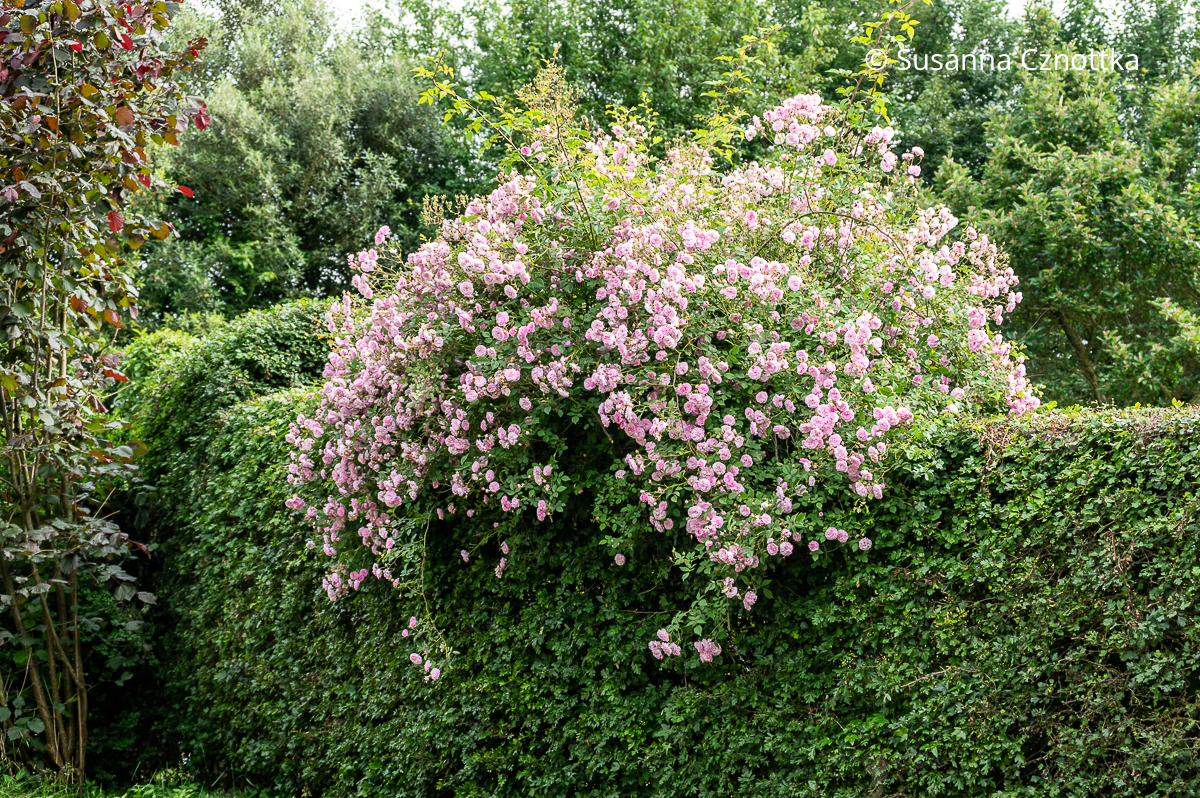 Ein Sämling des Ramblers 'Paul's Himalayan Musk' mit rosa Blüten