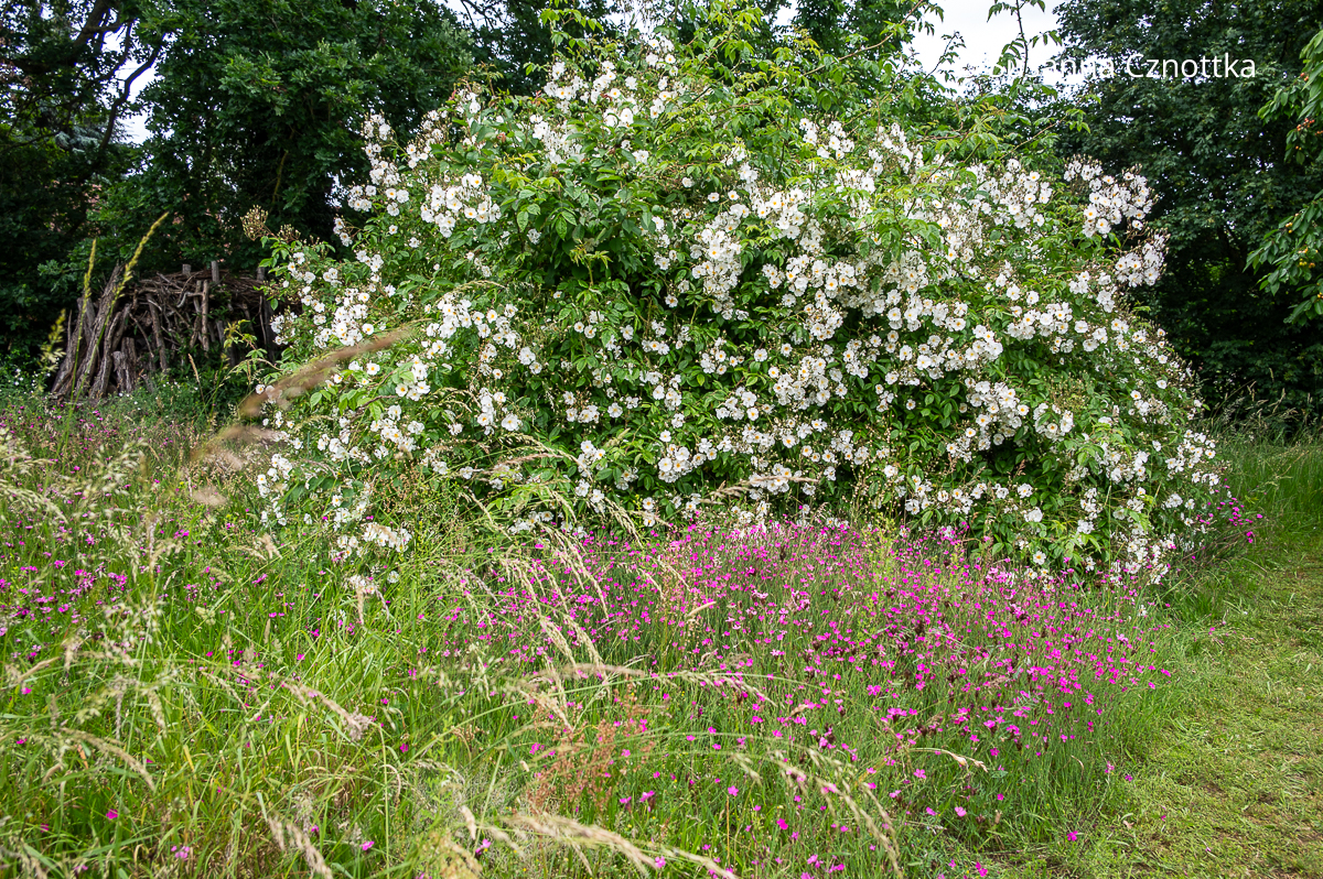 Eine üppige weiß blühende Rose auf einer Wiese