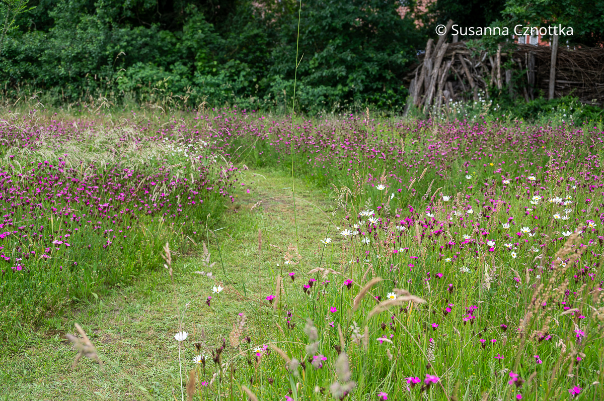 Pinke Karthäuser-Nelken (Dianthus carthusianorum) auf einer Wiese