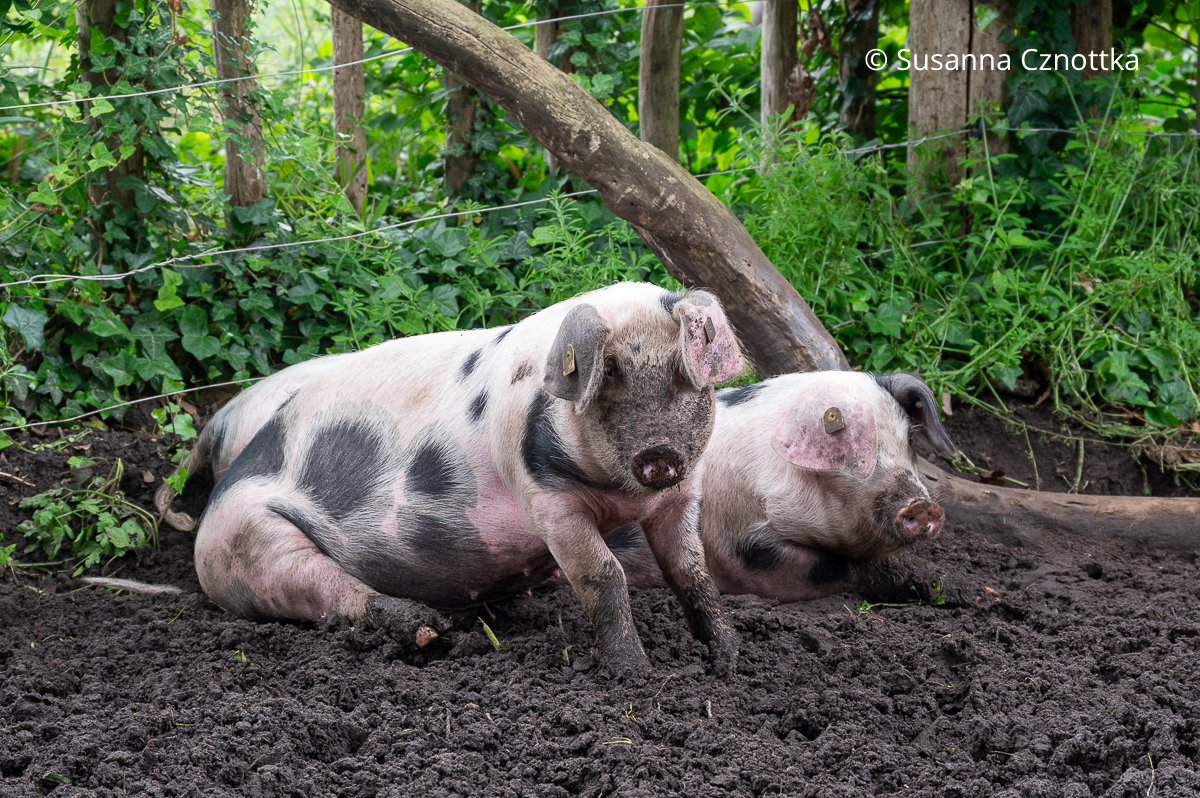 Erhaltenswerte Nutztierrasse: die Bunten Bentheimer Schweine