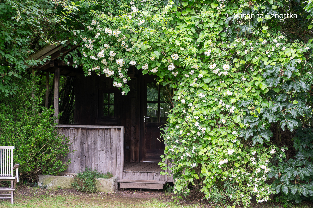 Romantisch: eine Gartenlaube mit einer weißen Kletterrose