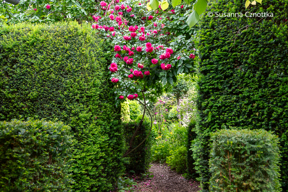 Kräftig pInke Kletterrose 'Laguna' in einem "Fenster" zwischen Eibenhecken