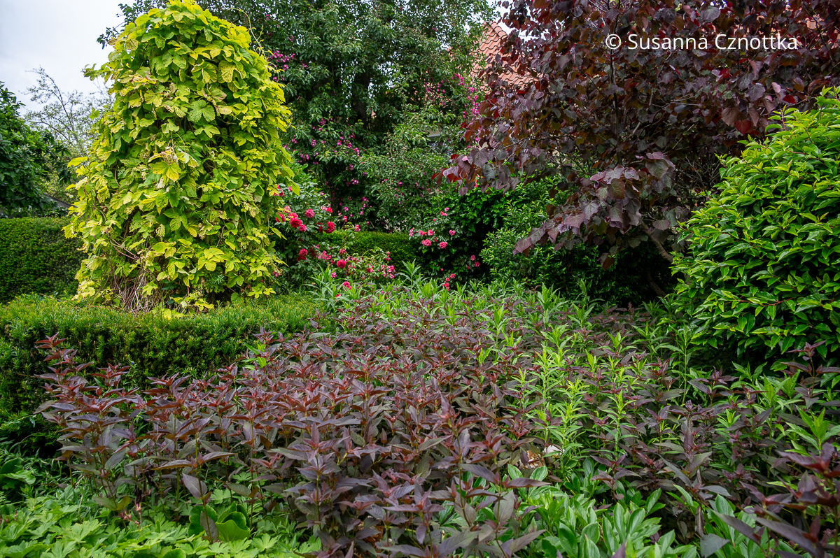 Attraktives Farbenspiel: Bronze-Felberich (Lysimachia ciliata) 'Firecracker', rotlaubiger Judasbaum (Cercis) und Gold-Hopfen (Humulus lupulus) 'Aureus' 