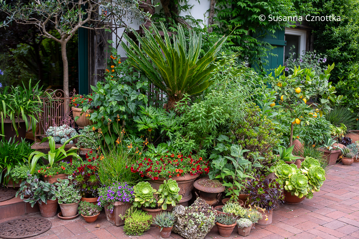 Vielfältiger Topfgarten vor der Dielentür im Garten Wagenhuber