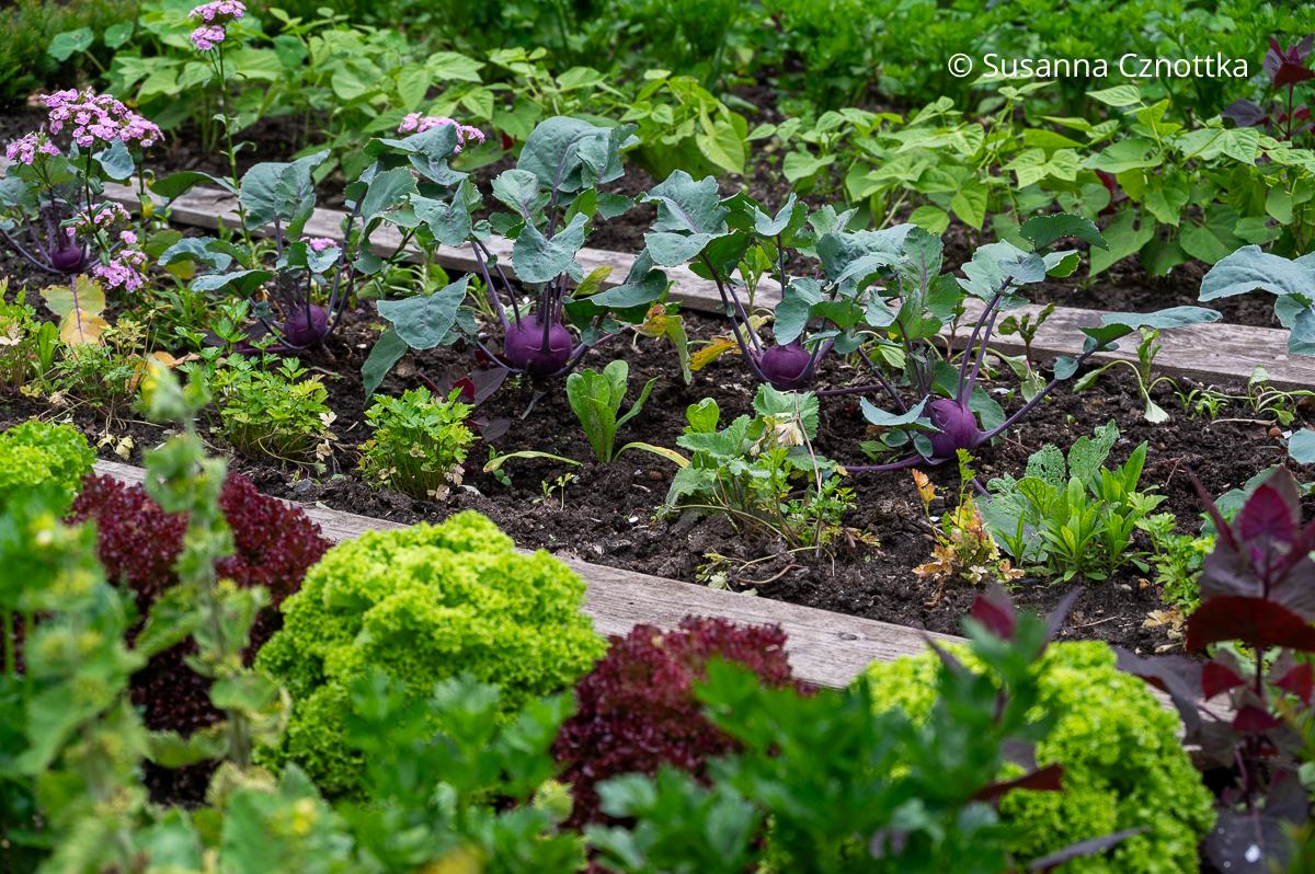 Traditioneller Bauerngarten: Gemüsebeet mit Kohlrabi, Kopfsalat und Bohnen