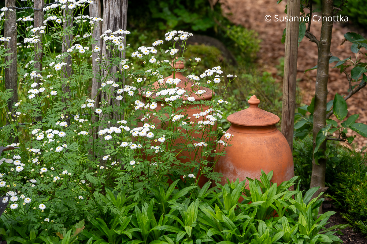 Mutterkraut mit kleinen weißen, gefüllten Blüten und Rhabarbertöpfe in einem Bauerngarten