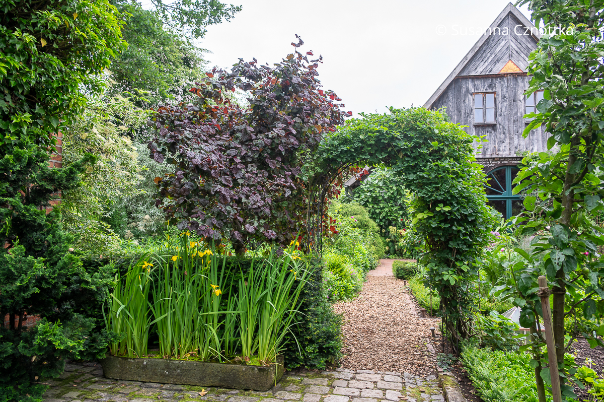 Ein Bogen mit Fingerblättriger Akebie (Akebia quinata), rote Korkenzieher-Hasel (Corylus) 'Majestic' und Sumpf-Schwertlilien (Iris pseudacorus) in einem Trog am Garteneingang