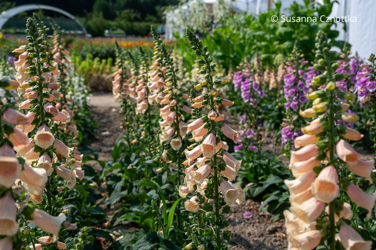 Roter Fingerhut (Digitalis purpurea) 'Pollux Peach' mit apricotfarbenen Blüten Roter Fingerhut (Digitalis purpurea) 'Pollux Peach' mit apricotfarbenen Blüten