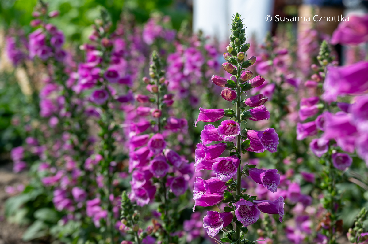 Roter Fingerhut (Digitalis purpurea) 'Pollux Purple' Roter Fingerhut (Digitalis purpurea) 'Pollux Purple' mit purpurrosa Blüten