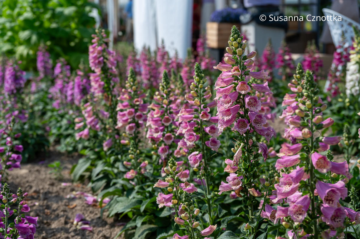 Roter Fingerhut (Digitalis purpurea) 'Pollux Warm Rose' Roter Fingerhut (Digitalis purpurea) 'Pollux Warm Rose' mit rosa Blüten
