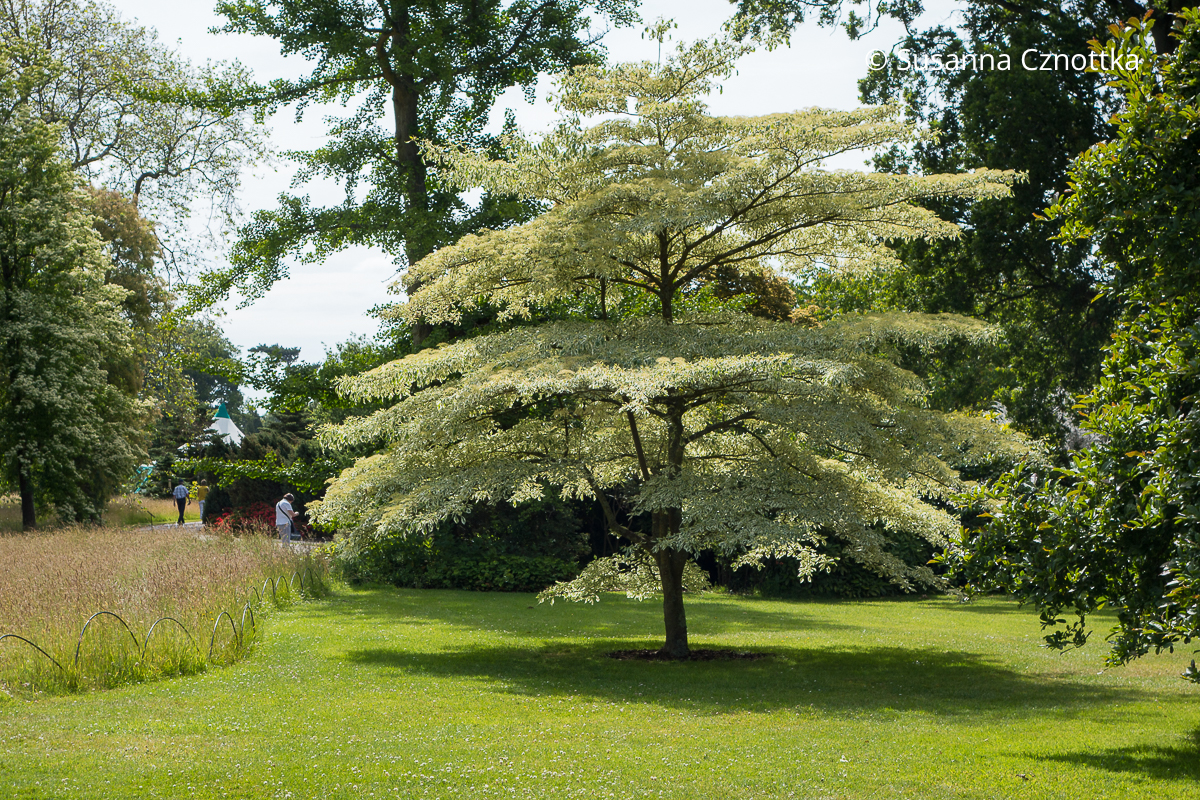 Malerischer Baum mit panaschierten Blättern: Pagoden-Hartriegel (Cornus controversa) 'Variegata' oder Wedding Cake Tree Malerischer Baum mit panaschierten Blättern: Pagoden-Hartriegel (Cornus controversa) 'Variegata' oder Wedding Cake Tree