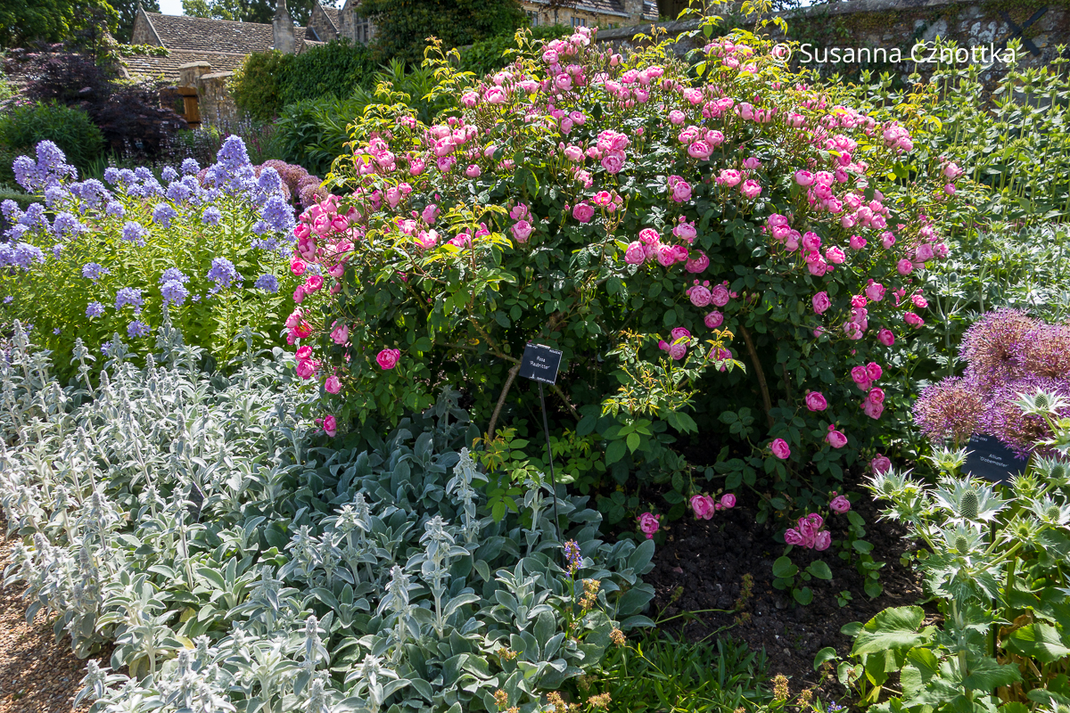 Perfekte Beetpartnerinnen: Rose 'Raubritter' in pink und Dolden-Glockenblume (Campanula lactiflora) in Hellblau