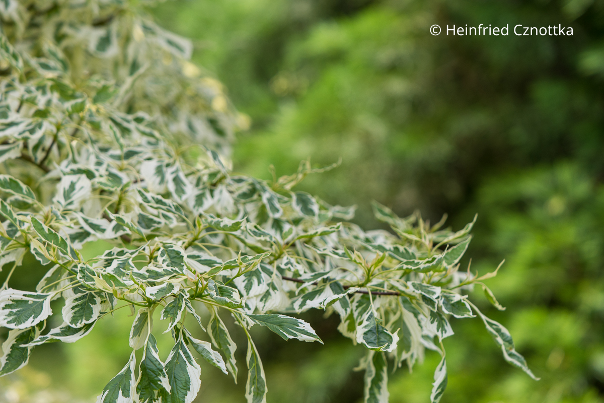 Mit mehrfarbigen Blttern im Garten gestalten: Panaschierung  Einfach  Garten