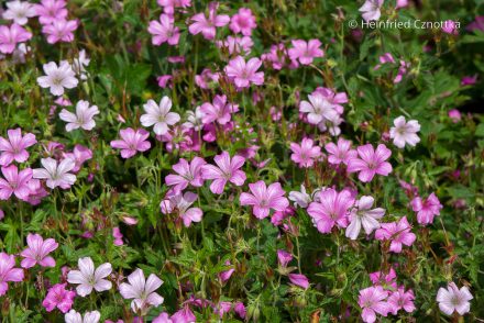 Oxford-Storchschnabel (Geranium oxonianum) 'Wargrave Pink'