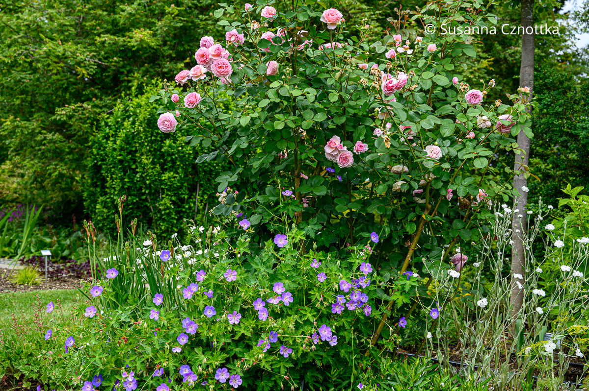 Klassische Kombination mit Rosen: Englische Rose 'James Gallway' und Storchschnabel (Geranium) 'Rozanne'