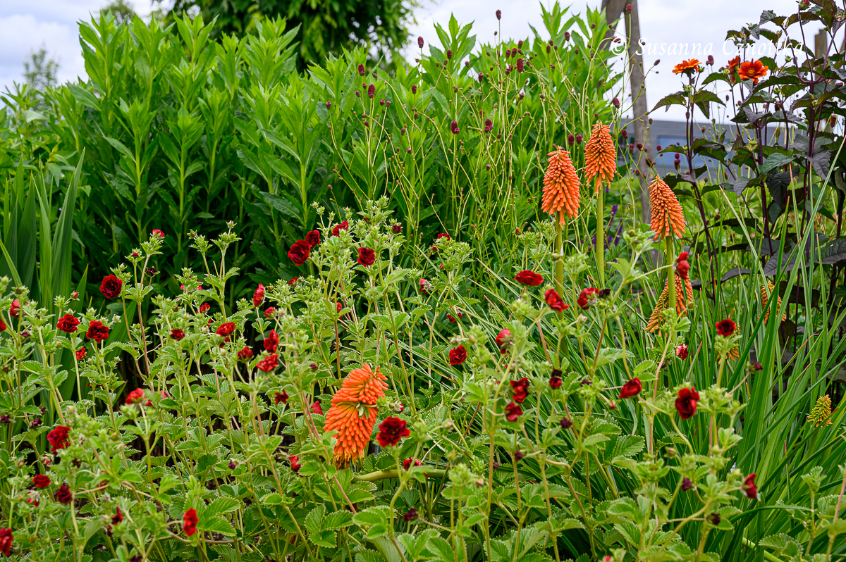 Farbe im Garten: Fackellilie, Nelkenwurz und Wiesenknopf in Rot und Orange