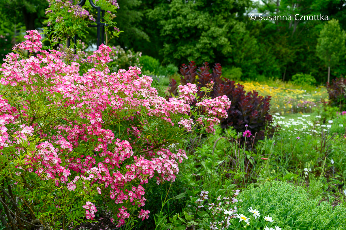 Dunkellaubiger Perückenstrauch (Cotinus coggygria) 'Royal Purple' und die ungefüllte Strauchrose 'Mozart' (Sichtungsgarten der Weihenstephaner Gärten der Hochschule Weihenstephan-Triesdorf)