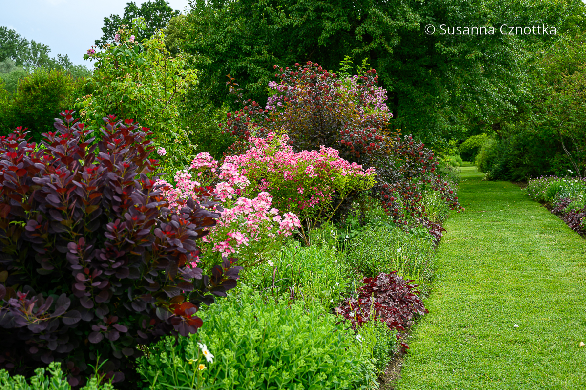Gartenwege anlegen: Ein Rasenweg führt an einem Mixed Border mit rotem Perückenstrauch und rosa Strauchrosen entlang