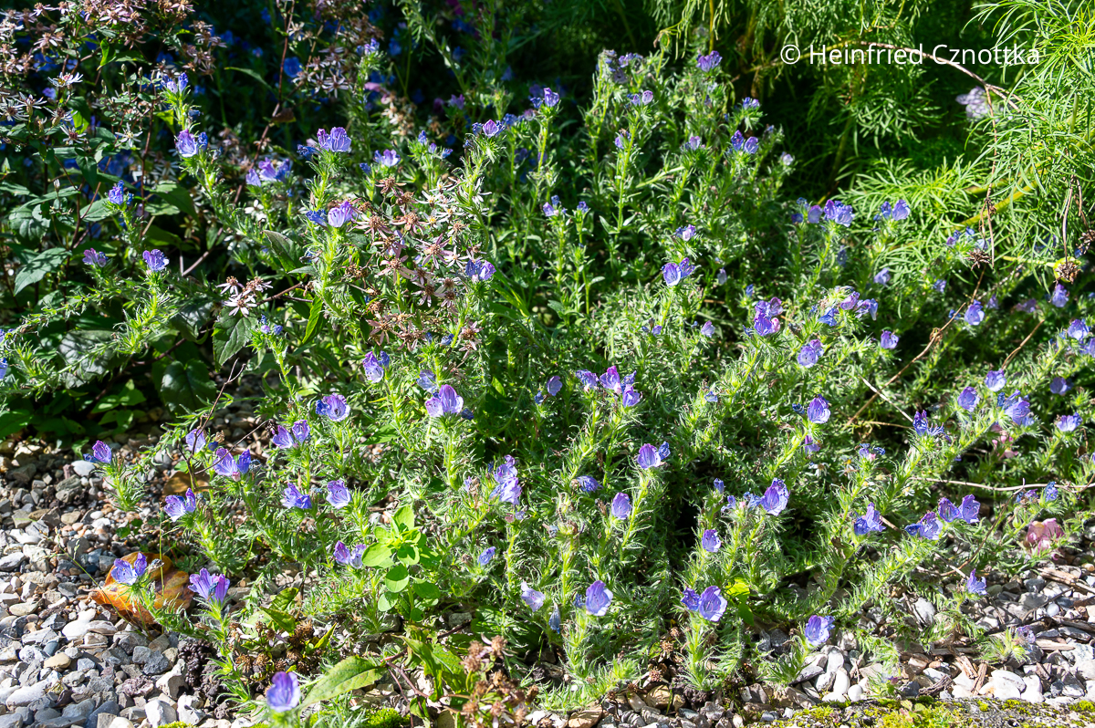 Wegerichblättriger Natternkopf (Echium plantagineum) 'Blue Bedder' mit kleinen blauen Blüten Wegerichblättriger Natternkopf (Echium plantagineum) 'Blue Bedder' mit kleinen blauen Blüten