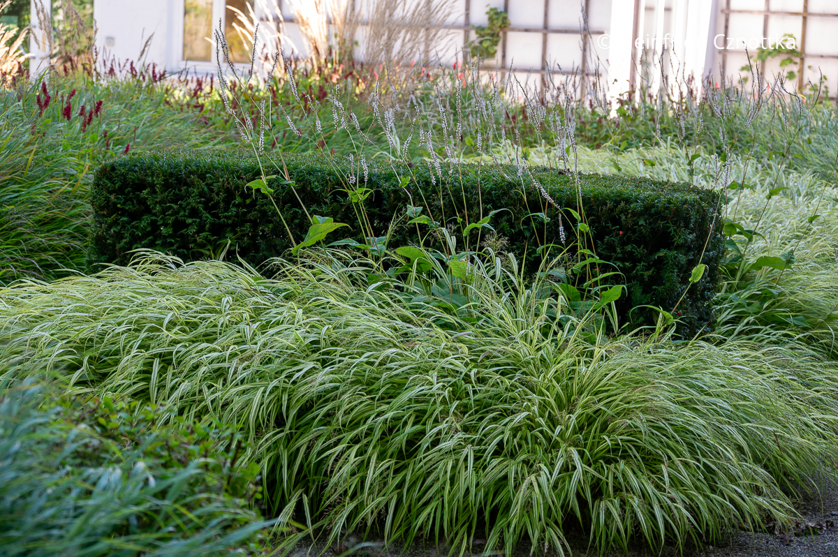 Ein Quader aus Eibe bringt Ruhe in ein Beet mit Japan-Berggras (Hakonechloa macra) 'Aureola' und Kerzen-Knöterichen (Persicaria amplexicaulis)