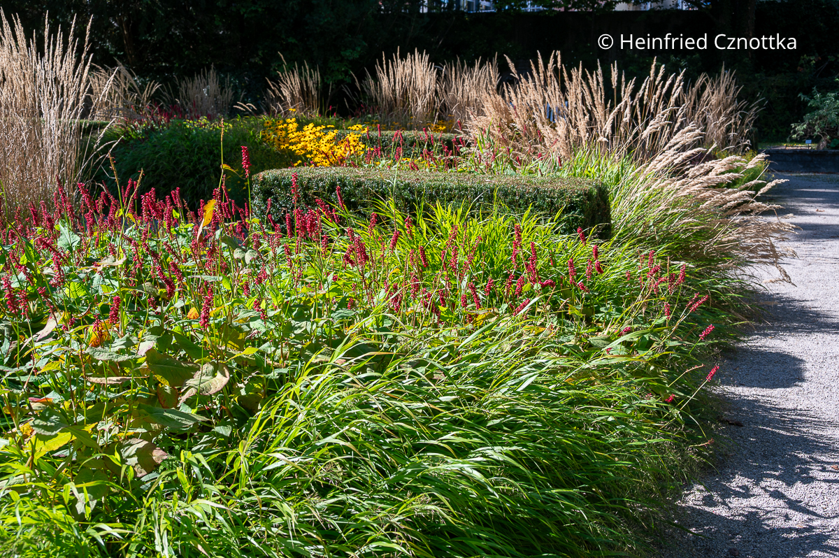 Spätsommerbeet im Parterre-Garten in Weihenstephan mit Japan-Berggras (Hakonechloa macra), Kerzen-Knöterich (Persicaria amplexicaule), Gelbem Sonnenhut (Rudbeckia fulgida) und weiteren Gräsern