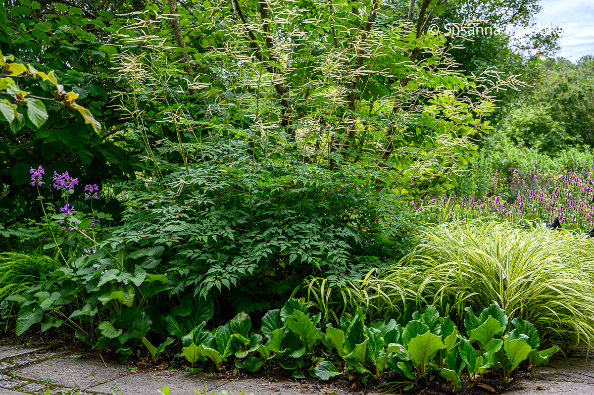 Waldgeißbart (Aruncus aethusifolius-Hybride) 'Horatio', Bergenie und panaschiertes Japan-Berggras (Hakonechloa macra) 'Aureola'